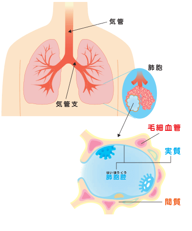 4.1.1-lung-sp.png