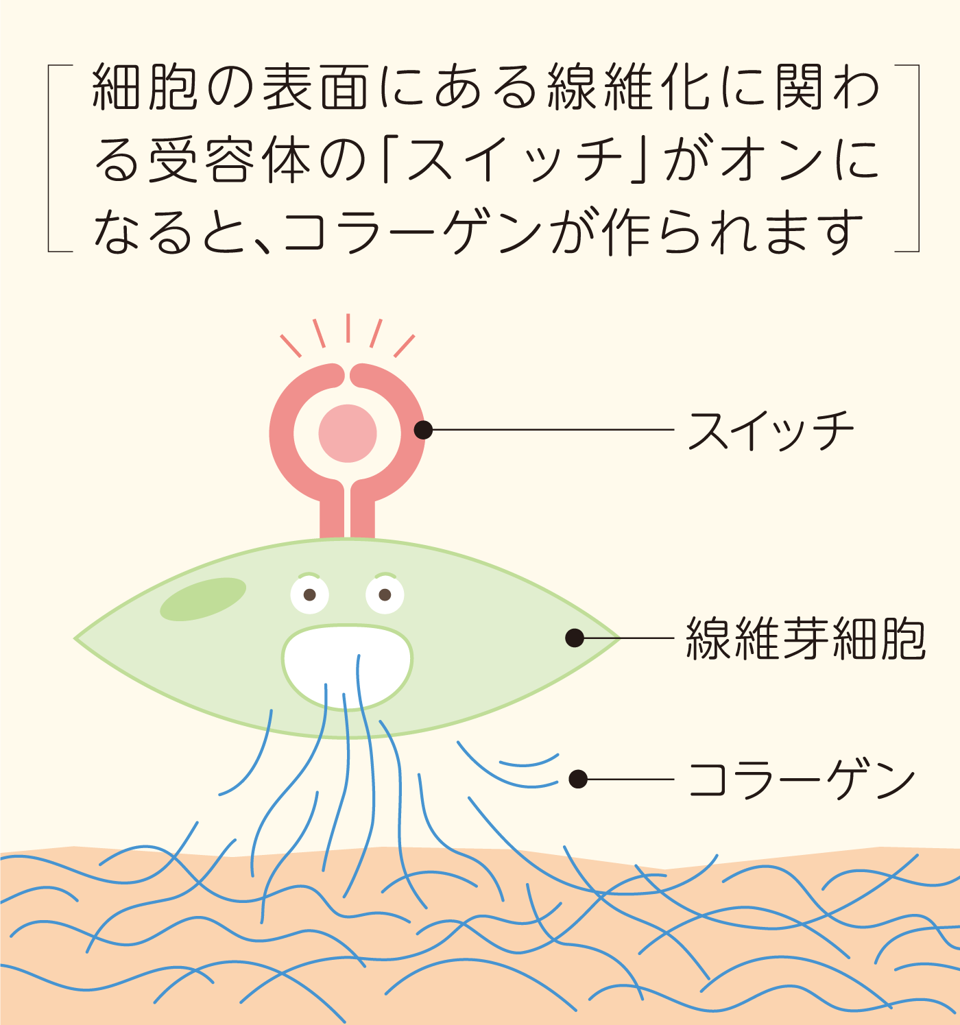 オフェブの働きとは？