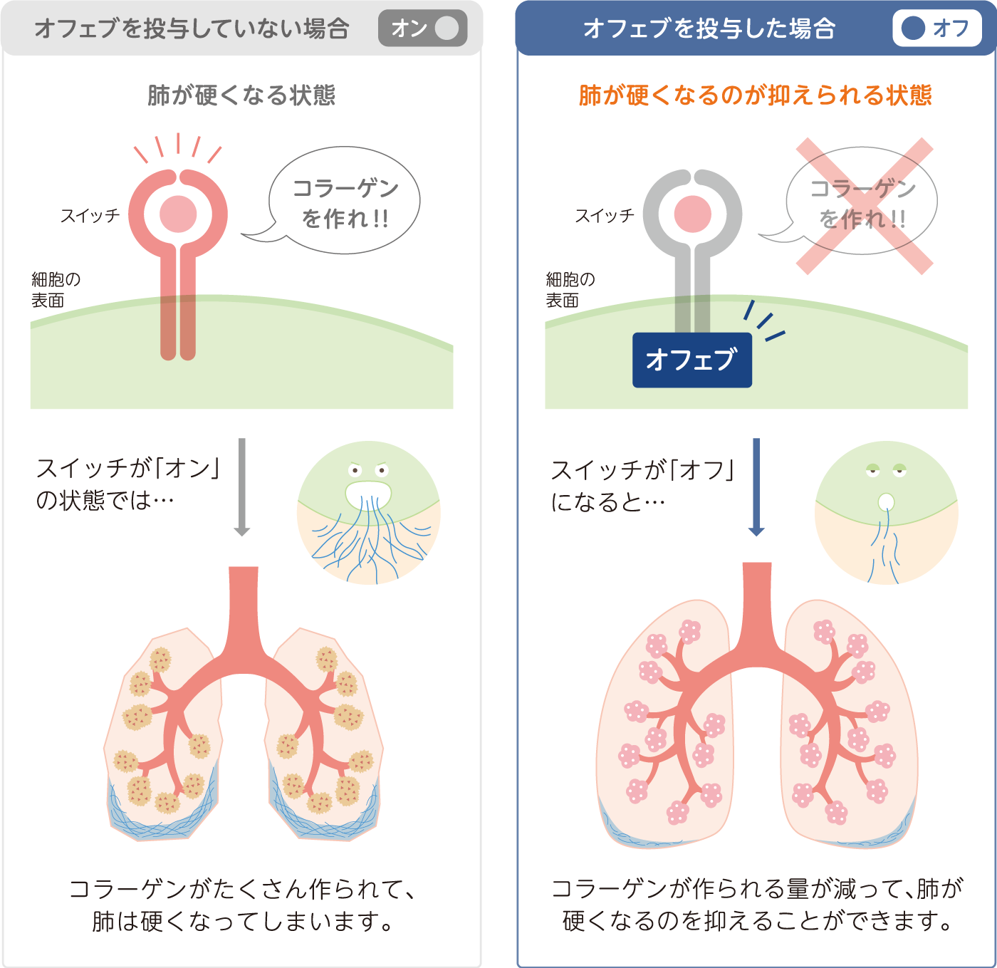 オフェブの働きとは？